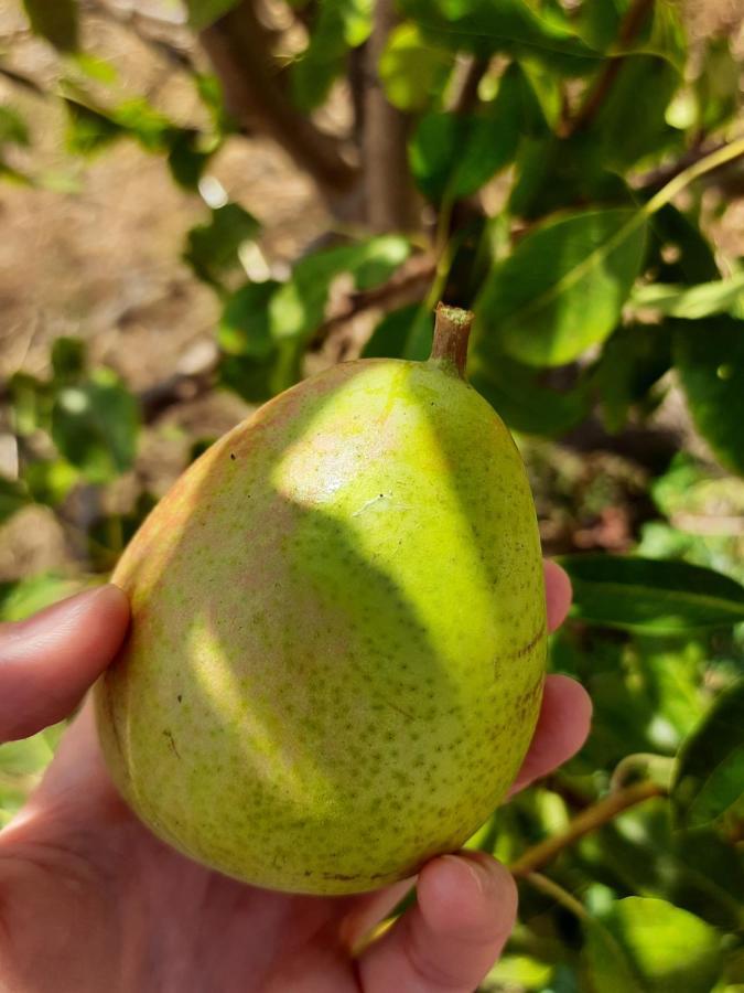 פוסאדה Agriturismo Orvile מראה חיצוני תמונה