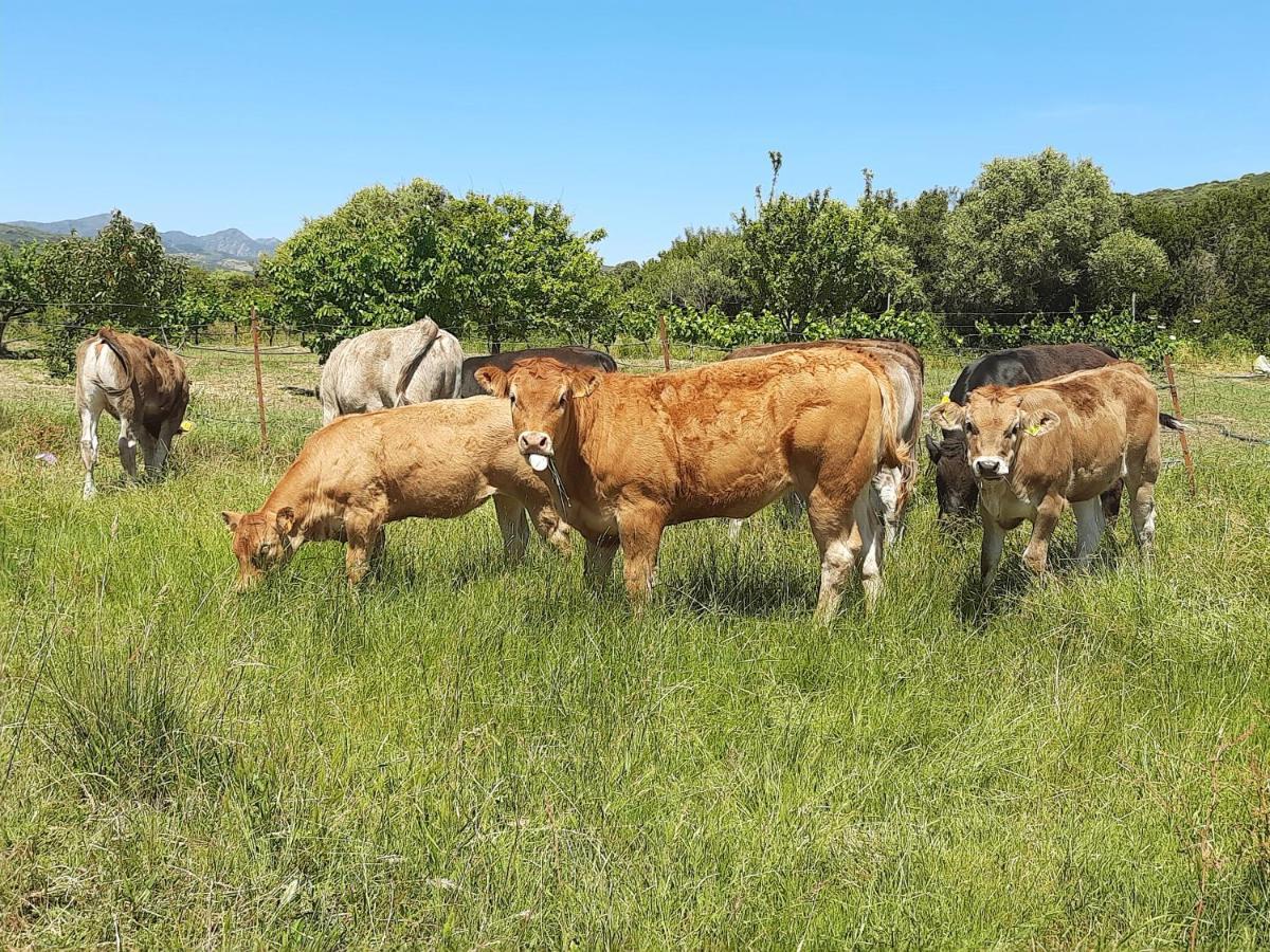 פוסאדה Agriturismo Orvile מראה חיצוני תמונה